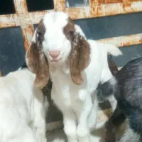 کهره شیر|حیوانات مزرعه|داراب, |دیوار