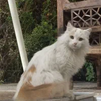 گمشده|گربه|مهریز, |دیوار
