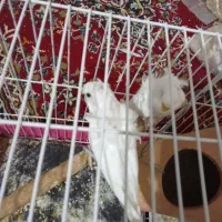 مرغ عشق پروانه‌ی یک جفت|پرنده|نیشابور, چمبران|دیوار