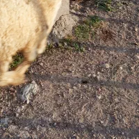 بره برای فروش