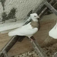 طوقی کارتونی ماده|پرنده|مشهد, هنرستان|دیوار