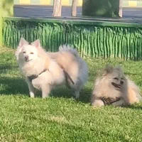 سگ پامرین اصیل