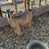 بز آهویی