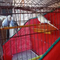 سه عدد مرغ عشق نر مست