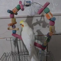 فروش عروس هلندی