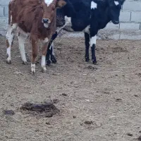 هفت عدد گاو گوساله ماده