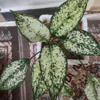 گیاه آگلونما