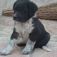 توله اصفهونی