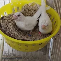 فنچ بنگالی جفت مولد|پرنده|تهران, شیوا|دیوار