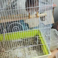 مینا|پرنده|اصفهان, کنگاز|دیوار