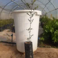 نهال خرنوب گلدانی|گل و گیاه طبیعی|شیراز, دانشکده کشاورزی دانشگاه شیراز|دیوار