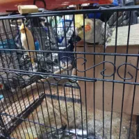 عروس هلندی مولد