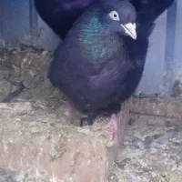 کبوتر|پرنده|بم, |دیوار