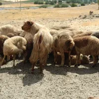 بز نر(حچه)|حیوانات مزرعه|سنندج, |دیوار