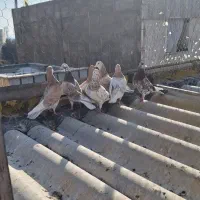 کفتر ۷تا  زرد و سورو پرشی