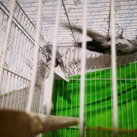 عروس  هلندی  البینو مرواریدی|پرنده|مشهد, شهرک شهید باهنر|دیوار