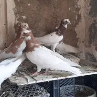 طوقی طوق سرخ طوق زرد طوق سرکه ای طوق سیاه کله