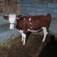 گوساله سمینتال|حیوانات مزرعه|حسین آباد, |دیوار