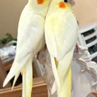 عروس هلندی
