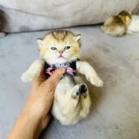 بریتیش شورت هیر و لانگ هیر|گربه|کرج, جهان‌شهر|دیوار