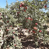 فروش ۱۰۰۰ متری|فروش دفتر صنعتی، کشاورزی، تجاری|زاینده رود, |دیوار