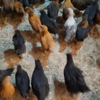 جوجه خروس و مُرغ  بومی