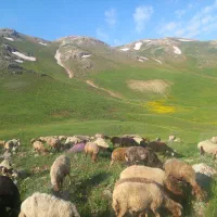 چوپانی