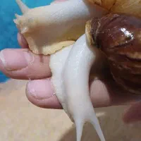 حلزون|خزنده|نسیم‌شهر, |دیوار