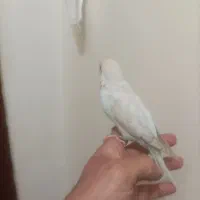 مرغ عشق دستی|پرنده|فردیس, نسترن شرقی|دیوار