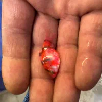 ماهی مولی گوپی تایگر|ماهی|مشهد, توس (بلوار توس)|دیوار