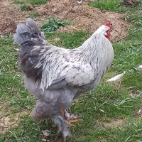 برهما خروس بلو امپراطور مرغ خاص تزئینی