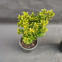 شمشاد طلایی /  ۵۰ سانتی/ سطل 10|گل و گیاه طبیعی|تهران, صادقیه|دیوار