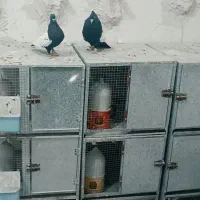 سینه سیاه و کله سیاه