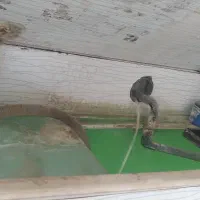 اکواریوم|ماهی|رودهن, |دیوار