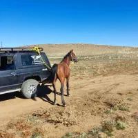 فروش اسب نریان رنگ کهر زانو سیاه درشور