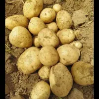 سیب مال امسال سیب تاز