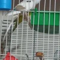 عروس هلندی مرغ عشق|پرنده|رباط‌کریم, شترخوار|دیوار