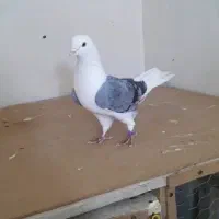 نر دوکت مهر چش پرتقالی