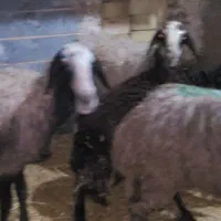 میش بره ماده