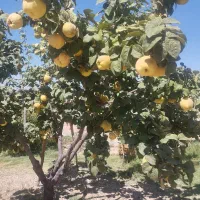 میوه به طبیعی|خوردنی و آشامیدنی|شیراز, کودیان|دیوار