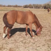 سه تا اسب اروم ویورقه|اسب و تجهیزات اسب‌سواری|سرولایت, |دیوار