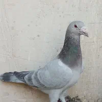 کفتر صید