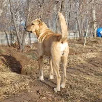 ماده سرابی ۴ میلیون