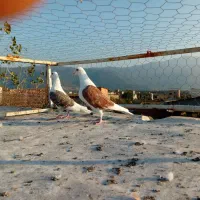 ۵ تا کبوتر رنگی عالی|پرنده|دلند, |دیوار