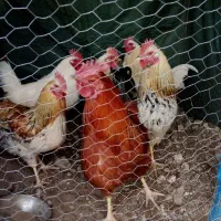 خروس چاق معاوضه