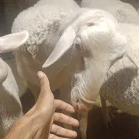 لاکن