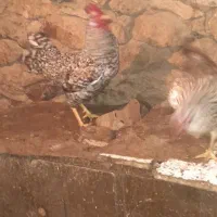 مرغ وخروس محلی