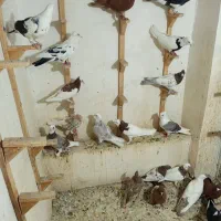 22تا کفتر