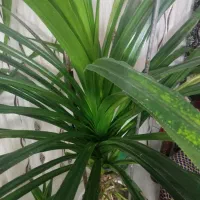 گل پاندانوس