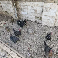 فروش مرغ تخم گذار